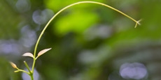 Natura