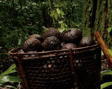 Cesto con frutos en la selva